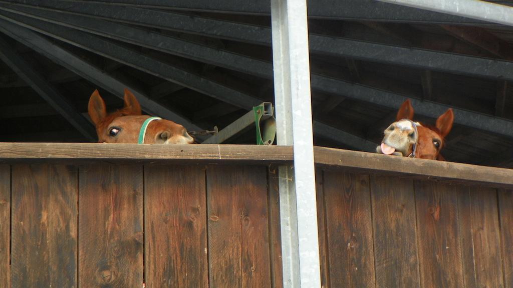 Reiter- Und Ferienhof Redder Bad Driburg Esterno foto
